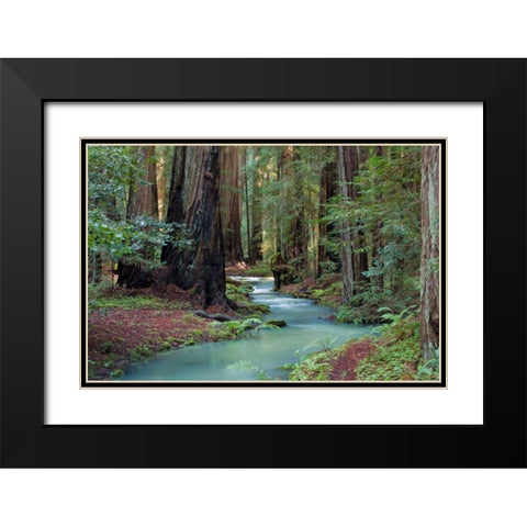Redwood Forest II Black Modern Wood Framed Art Print with Double Matting by Crane, Rita