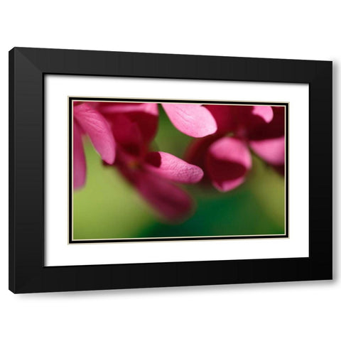 Pink Hydrangeas II Black Modern Wood Framed Art Print with Double Matting by Crane, Rita