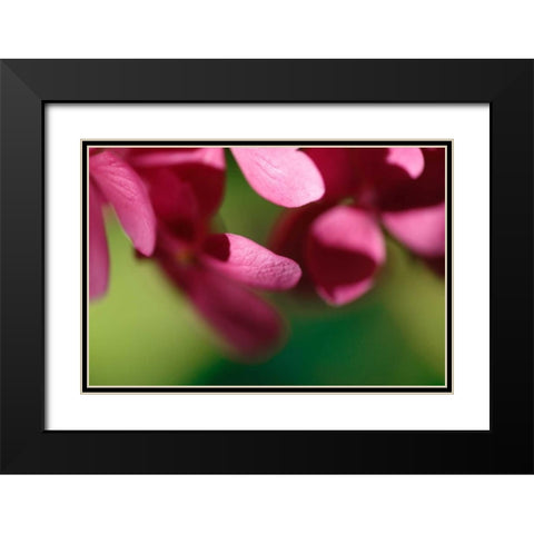 Pink Hydrangeas II Black Modern Wood Framed Art Print with Double Matting by Crane, Rita