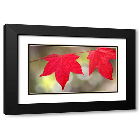 Festive Maple II Black Modern Wood Framed Art Print with Double Matting by Crane, Rita