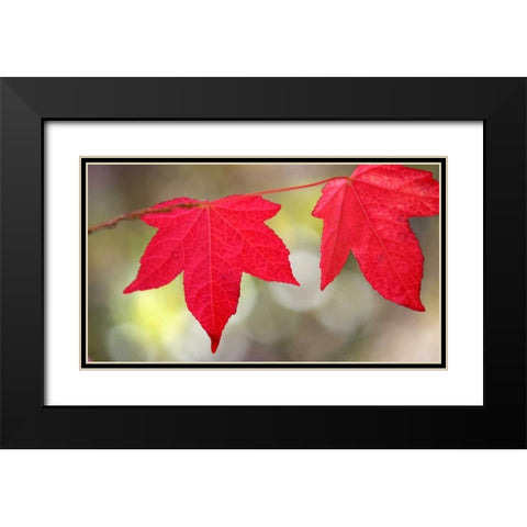 Festive Maple II Black Modern Wood Framed Art Print with Double Matting by Crane, Rita