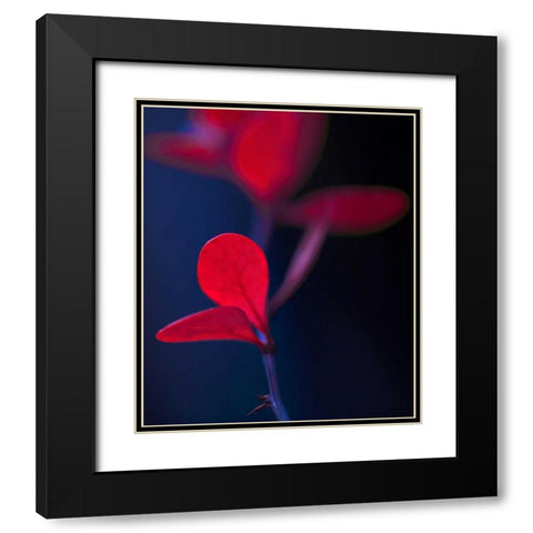 Dancing Blue and Red I Black Modern Wood Framed Art Print with Double Matting by Crane, Rita