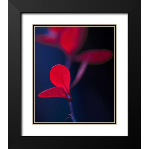 Dancing Blue and Red I Black Modern Wood Framed Art Print with Double Matting by Crane, Rita