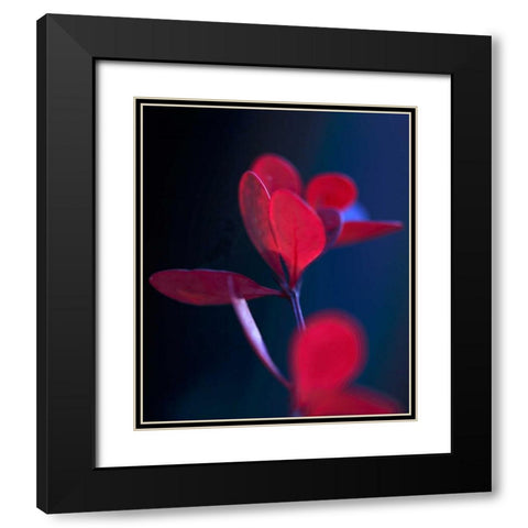 Dancing Blue and Red II Black Modern Wood Framed Art Print with Double Matting by Crane, Rita