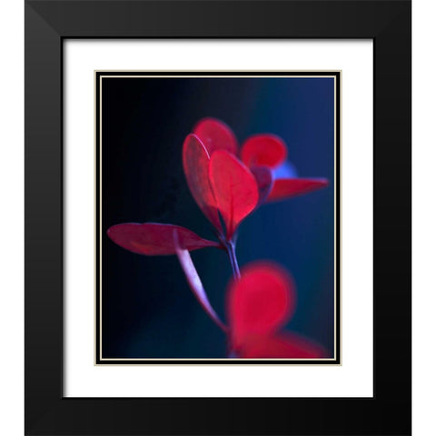 Dancing Blue and Red II Black Modern Wood Framed Art Print with Double Matting by Crane, Rita