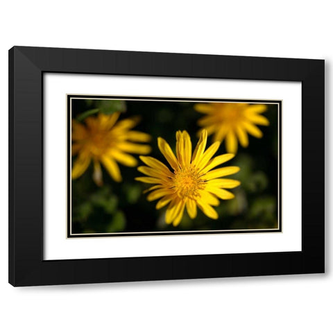 Celebration II Black Modern Wood Framed Art Print with Double Matting by Crane, Rita