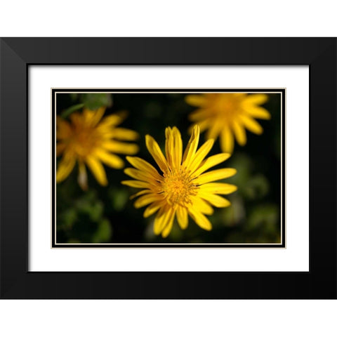 Celebration II Black Modern Wood Framed Art Print with Double Matting by Crane, Rita