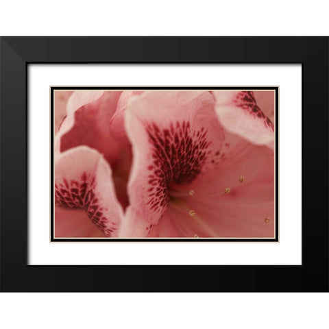 Tender Petals II Black Modern Wood Framed Art Print with Double Matting by Crane, Rita