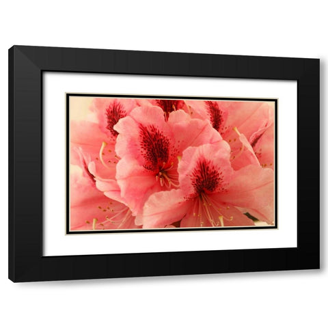Delicate Petals I Black Modern Wood Framed Art Print with Double Matting by Crane, Rita