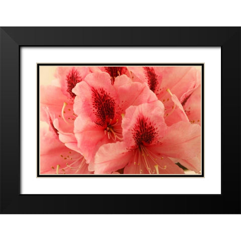 Delicate Petals I Black Modern Wood Framed Art Print with Double Matting by Crane, Rita
