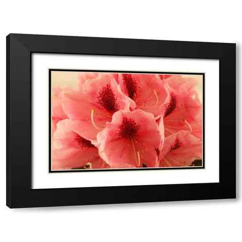 Delicate Petals II Black Modern Wood Framed Art Print with Double Matting by Crane, Rita