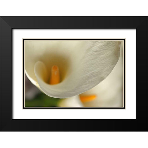 Calla Lilies II Black Modern Wood Framed Art Print with Double Matting by Crane, Rita