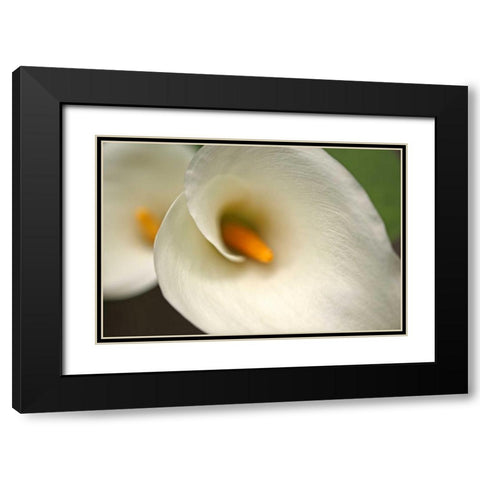 Calla Lilies VI Black Modern Wood Framed Art Print with Double Matting by Crane, Rita
