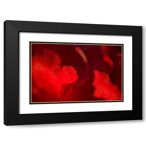 Crimson Petals I Black Modern Wood Framed Art Print with Double Matting by Crane, Rita