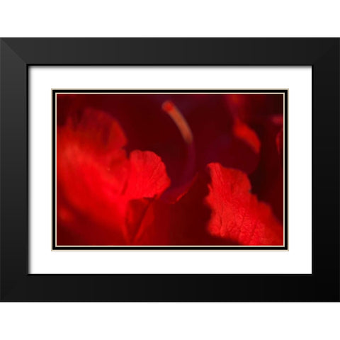 Crimson Petals I Black Modern Wood Framed Art Print with Double Matting by Crane, Rita