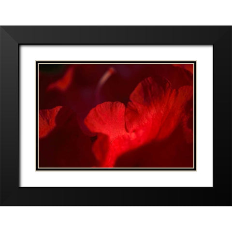 Crimson Petals II Black Modern Wood Framed Art Print with Double Matting by Crane, Rita