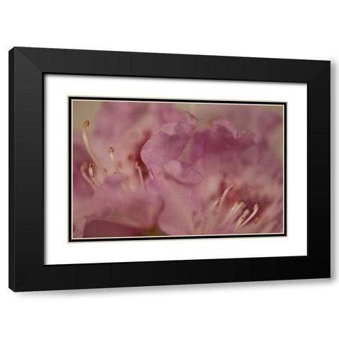 Soft Petals II Black Modern Wood Framed Art Print with Double Matting by Crane, Rita