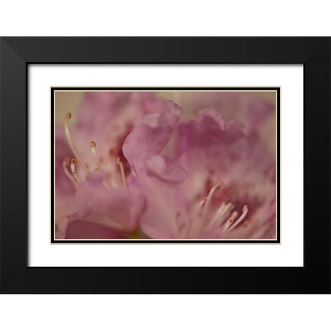 Soft Petals II Black Modern Wood Framed Art Print with Double Matting by Crane, Rita