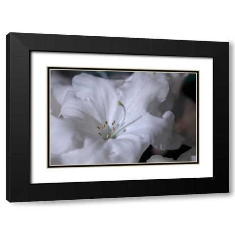 Delicate Blossoms I Black Modern Wood Framed Art Print with Double Matting by Crane, Rita