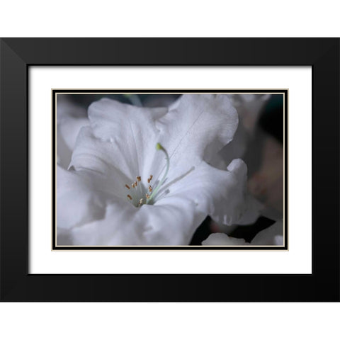 Delicate Blossoms I Black Modern Wood Framed Art Print with Double Matting by Crane, Rita