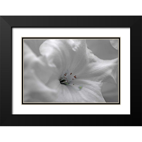White Rhodies I Black Modern Wood Framed Art Print with Double Matting by Crane, Rita