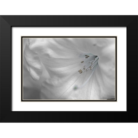 White Rhodies II Black Modern Wood Framed Art Print with Double Matting by Crane, Rita