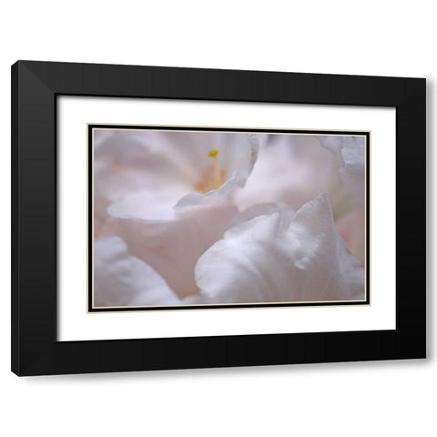 Rosy Petals I Black Modern Wood Framed Art Print with Double Matting by Crane, Rita