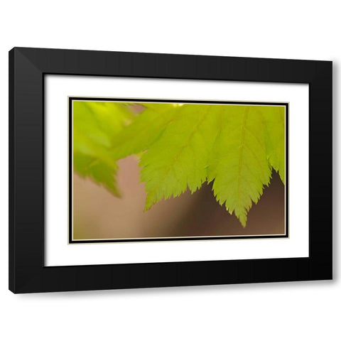 Maple Leaf II Black Modern Wood Framed Art Print with Double Matting by Crane, Rita