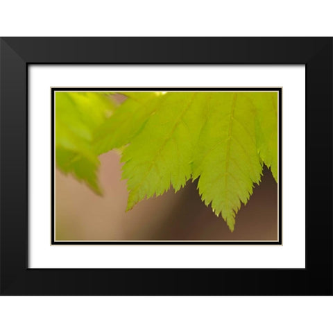 Maple Leaf II Black Modern Wood Framed Art Print with Double Matting by Crane, Rita