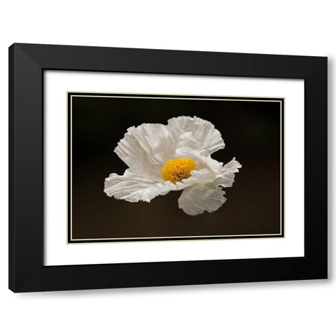 Floating Matilija I Black Modern Wood Framed Art Print with Double Matting by Crane, Rita