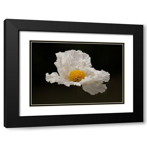 Floating Matilija II Black Modern Wood Framed Art Print with Double Matting by Crane, Rita