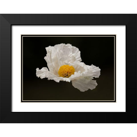 Floating Matilija II Black Modern Wood Framed Art Print with Double Matting by Crane, Rita