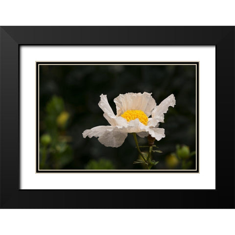 Matilija Melody II Black Modern Wood Framed Art Print with Double Matting by Crane, Rita