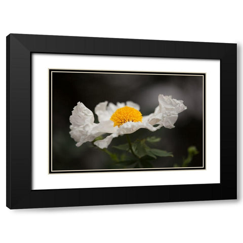 Matilija Poppy I Black Modern Wood Framed Art Print with Double Matting by Crane, Rita