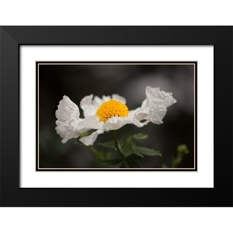 Matilija Poppy I Black Modern Wood Framed Art Print with Double Matting by Crane, Rita