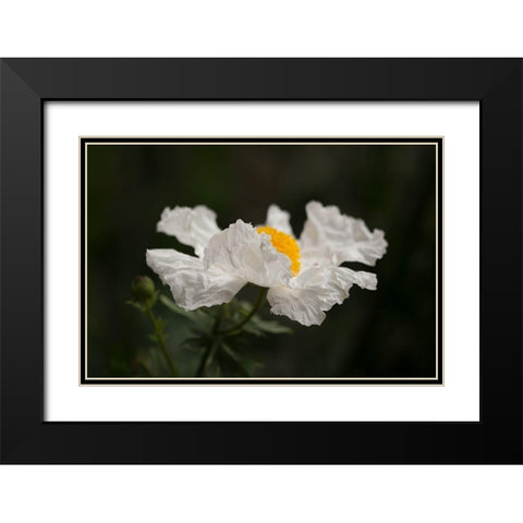 Matilija Poppy II Black Modern Wood Framed Art Print with Double Matting by Crane, Rita