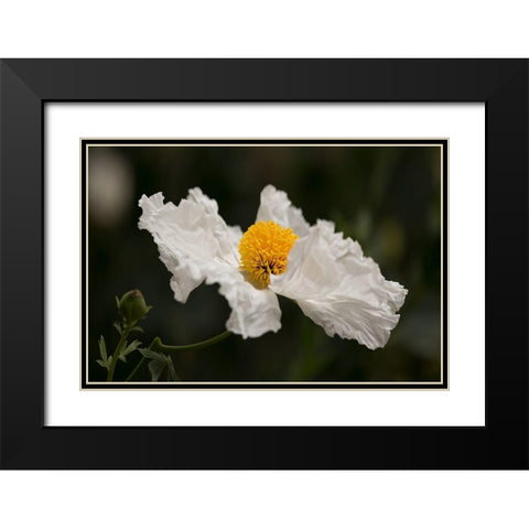 Matilija Poppy III Black Modern Wood Framed Art Print with Double Matting by Crane, Rita