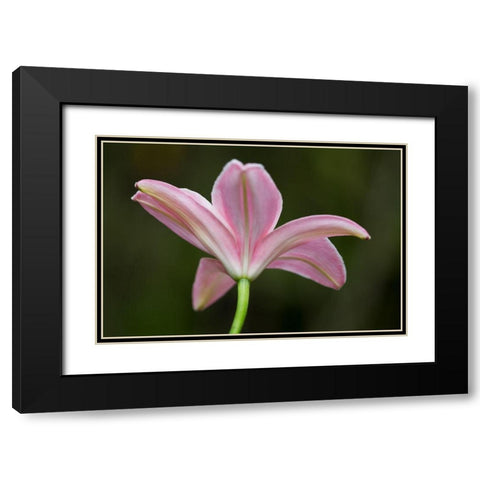 Lily I Black Modern Wood Framed Art Print with Double Matting by Crane, Rita