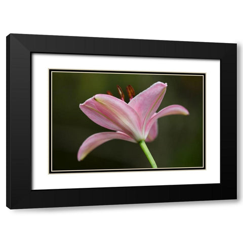 Lily II Black Modern Wood Framed Art Print with Double Matting by Crane, Rita