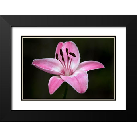 Pink Lily I Black Modern Wood Framed Art Print with Double Matting by Crane, Rita