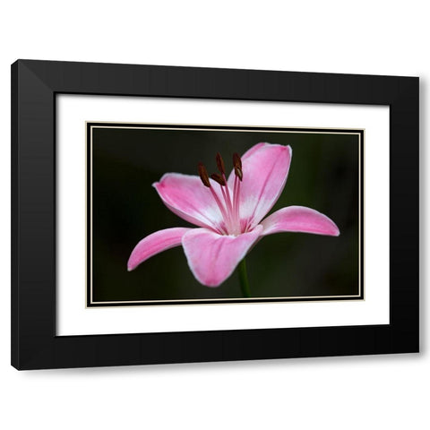 Pink Lily II Black Modern Wood Framed Art Print with Double Matting by Crane, Rita