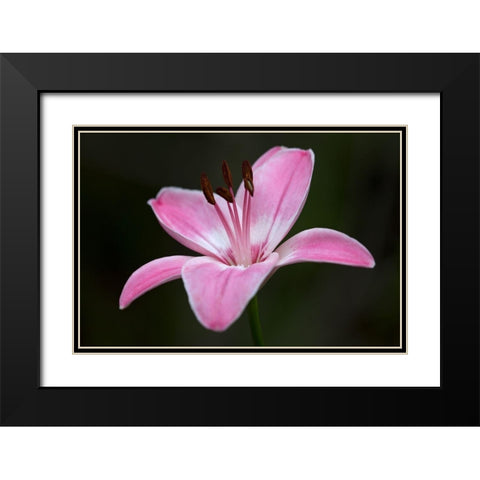 Pink Lily II Black Modern Wood Framed Art Print with Double Matting by Crane, Rita
