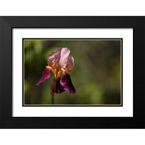 Annemaries Irises III Black Modern Wood Framed Art Print with Double Matting by Crane, Rita