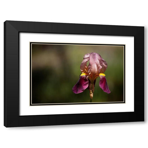 Annemaries Irises IV Black Modern Wood Framed Art Print with Double Matting by Crane, Rita
