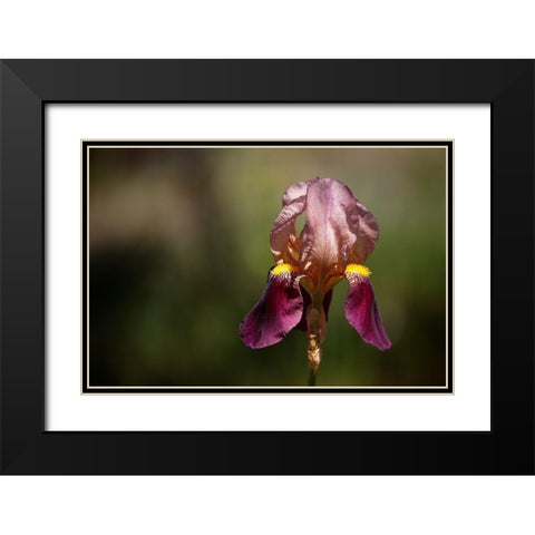 Annemaries Irises IV Black Modern Wood Framed Art Print with Double Matting by Crane, Rita