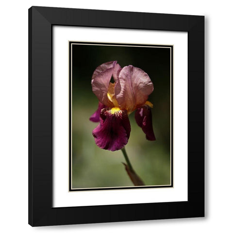 Annemaries Irises V Black Modern Wood Framed Art Print with Double Matting by Crane, Rita