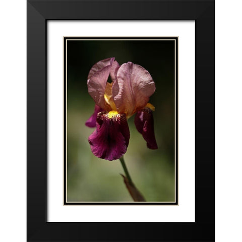 Annemaries Irises V Black Modern Wood Framed Art Print with Double Matting by Crane, Rita