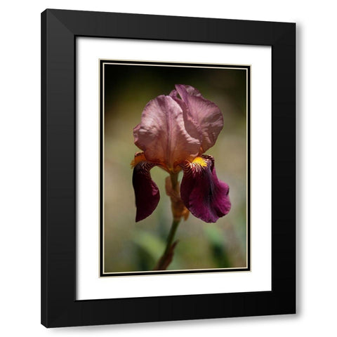 Annemaries Irises VI Black Modern Wood Framed Art Print with Double Matting by Crane, Rita