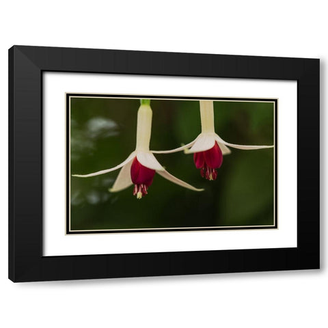 Dancing Fuchsias I Black Modern Wood Framed Art Print with Double Matting by Crane, Rita