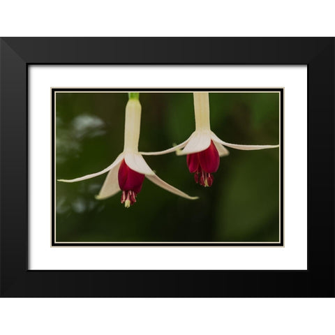Dancing Fuchsias I Black Modern Wood Framed Art Print with Double Matting by Crane, Rita